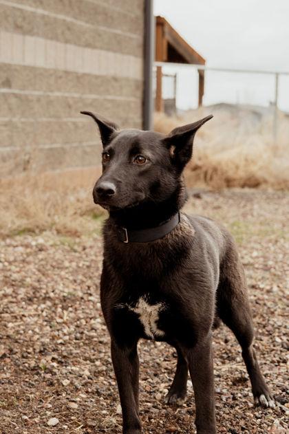 Faith , ADOPTABLE, Young Female Mixed Breed.
