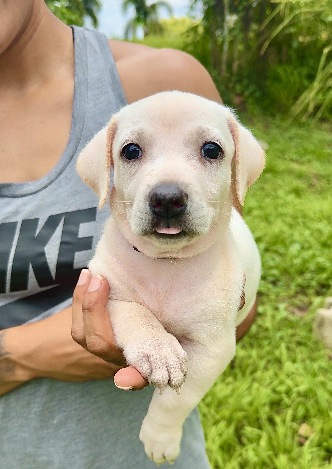 Enlarge  Autumn - small, sweet, Sweet Low-Rider Girl *LOW FEE*, a Adoptable mixed breed in Fort Lauderdale, FL image 3/6