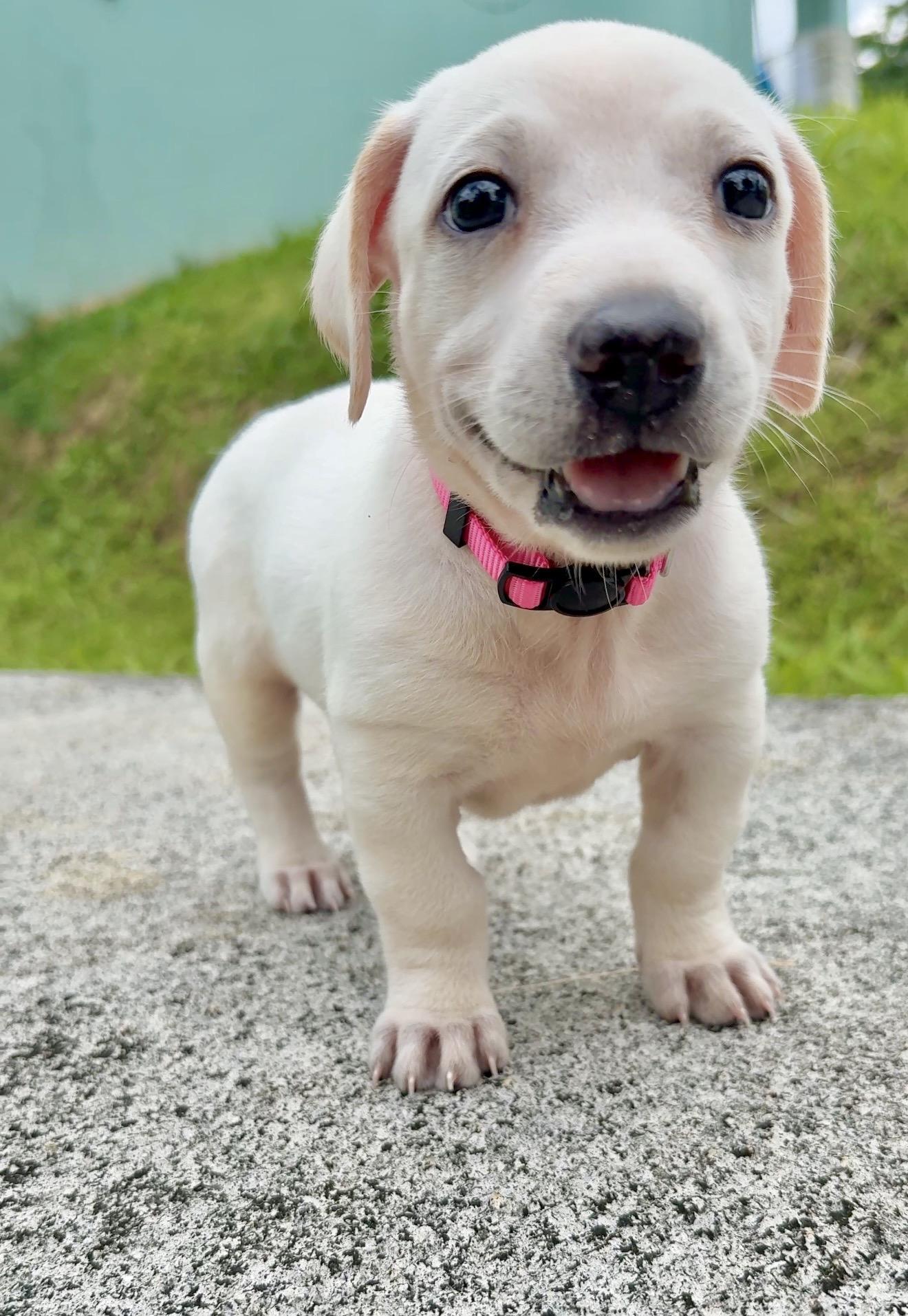 Enlarge  Autumn - small, sweet, Sweet Low-Rider Girl *LOW FEE*, a Adoptable mixed breed in Fort Lauderdale, FL image 5/6