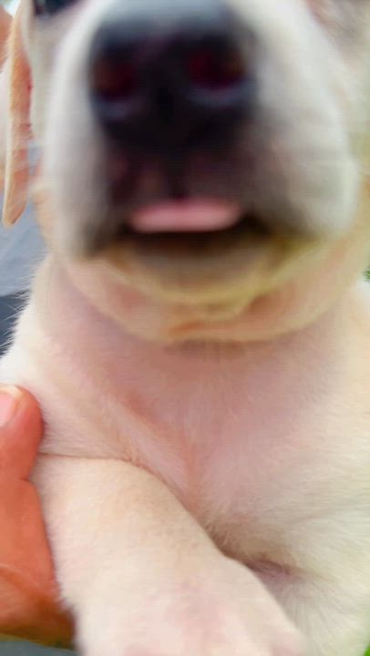 Enlarge  Autumn - small, sweet, Sweet Low-Rider Girl *LOW FEE*, a Adoptable mixed breed in Fort Lauderdale, FL video 2/6