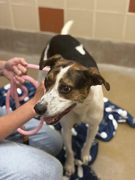 Enlarge Tula, a ADOPTABLE mixed breed in Winchester, VA image 4/4