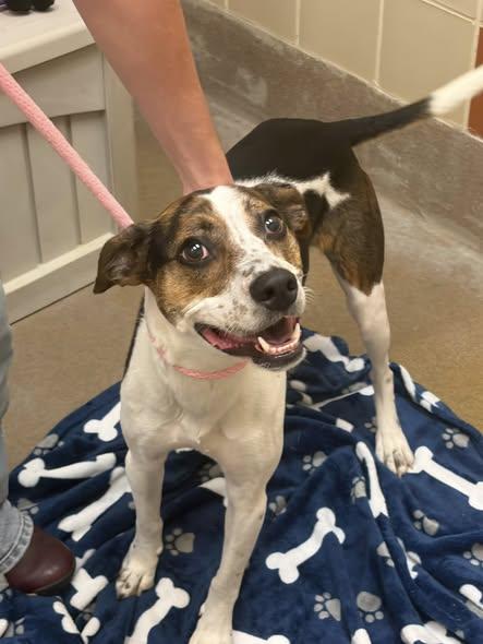 Enlarge Tula, a ADOPTABLE mixed breed in Winchester, VA image 1/4