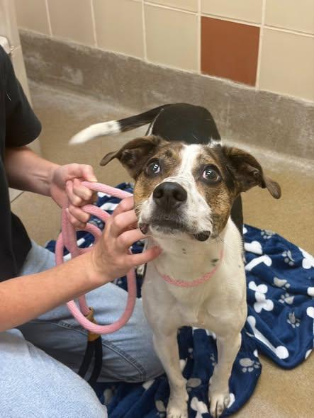 Enlarge Tula, a ADOPTABLE mixed breed in Winchester, VA image 2/4