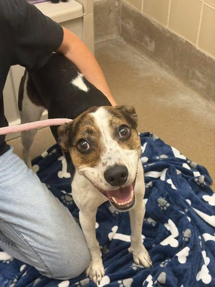 Enlarge Tula, a ADOPTABLE mixed breed in Winchester, VA image 3/4