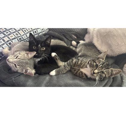 Enlarge Ireland Angel - needs a cat buddy, a Adoptable mixed breed in Hudson, MA image 1/3