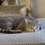 Ireland Angel - needs a cat buddy, Adoptable, Kitten Male Domestic Short Hair & Domestic Short Hair.
