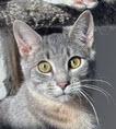 Ireland Angel - needs a cat buddy, a Adoptable mixed breed in Hudson, MA image 3/3