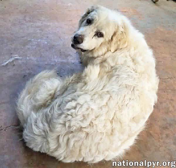 Enlarge James in AL - Gives Boops For Attention, a Adoptable Great Pyrenees in Opelika, AL image 3/4