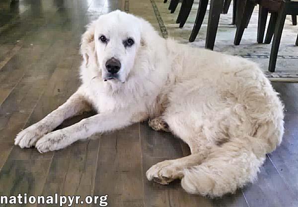Enlarge James in AL - Gives Boops For Attention, a Adoptable Great Pyrenees in Opelika, AL image 2/4