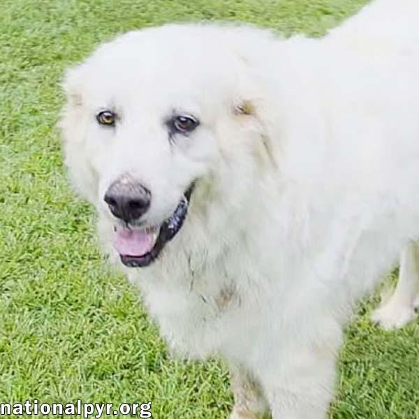 James in AL - Gives Boops For Attention, Adoptable, Adult Male Great Pyrenees.