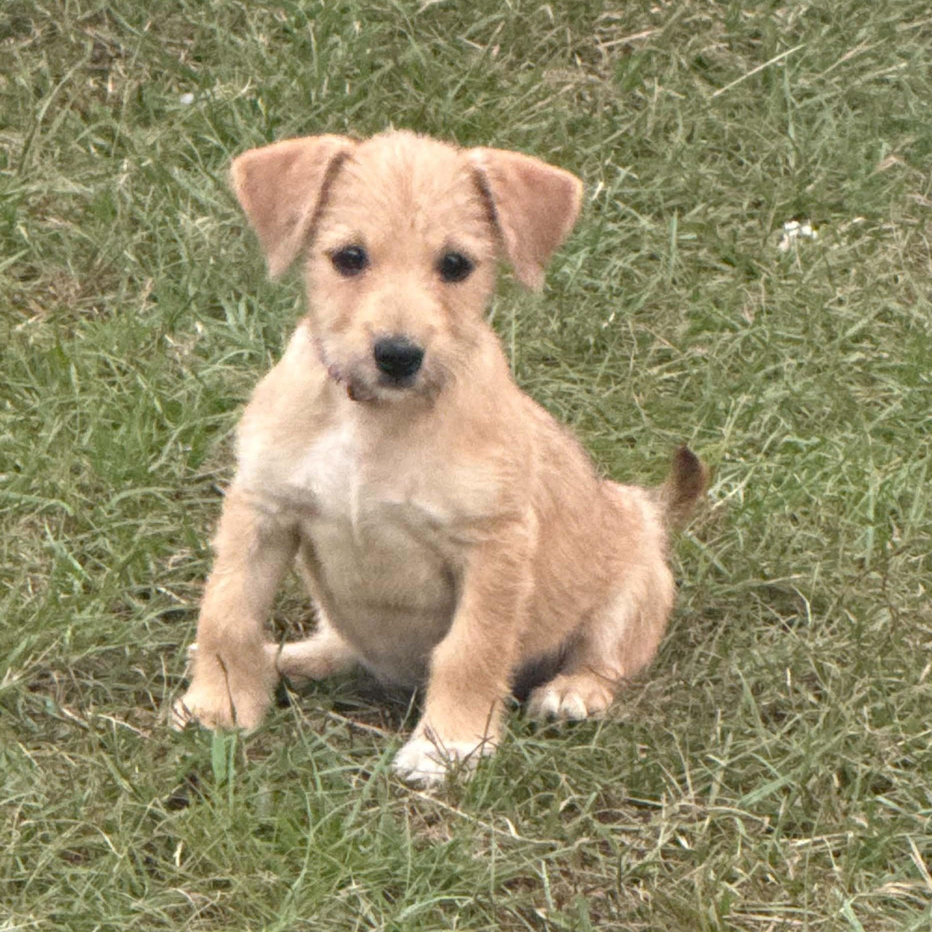 Penny photo
