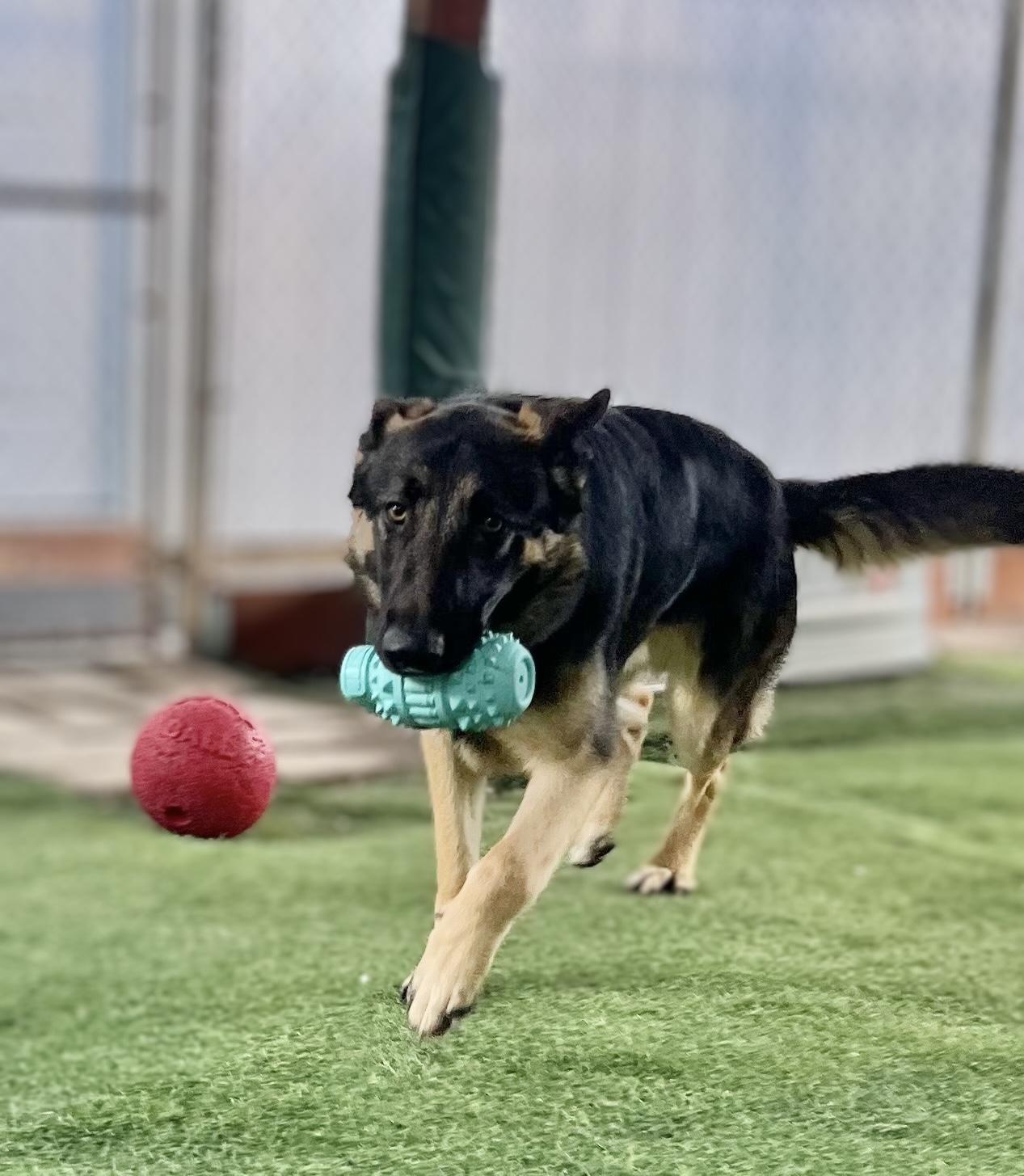 Enlarge Hudson, a ADOPTABLE German Shepherd Dog in San Diego, CA image 2/2