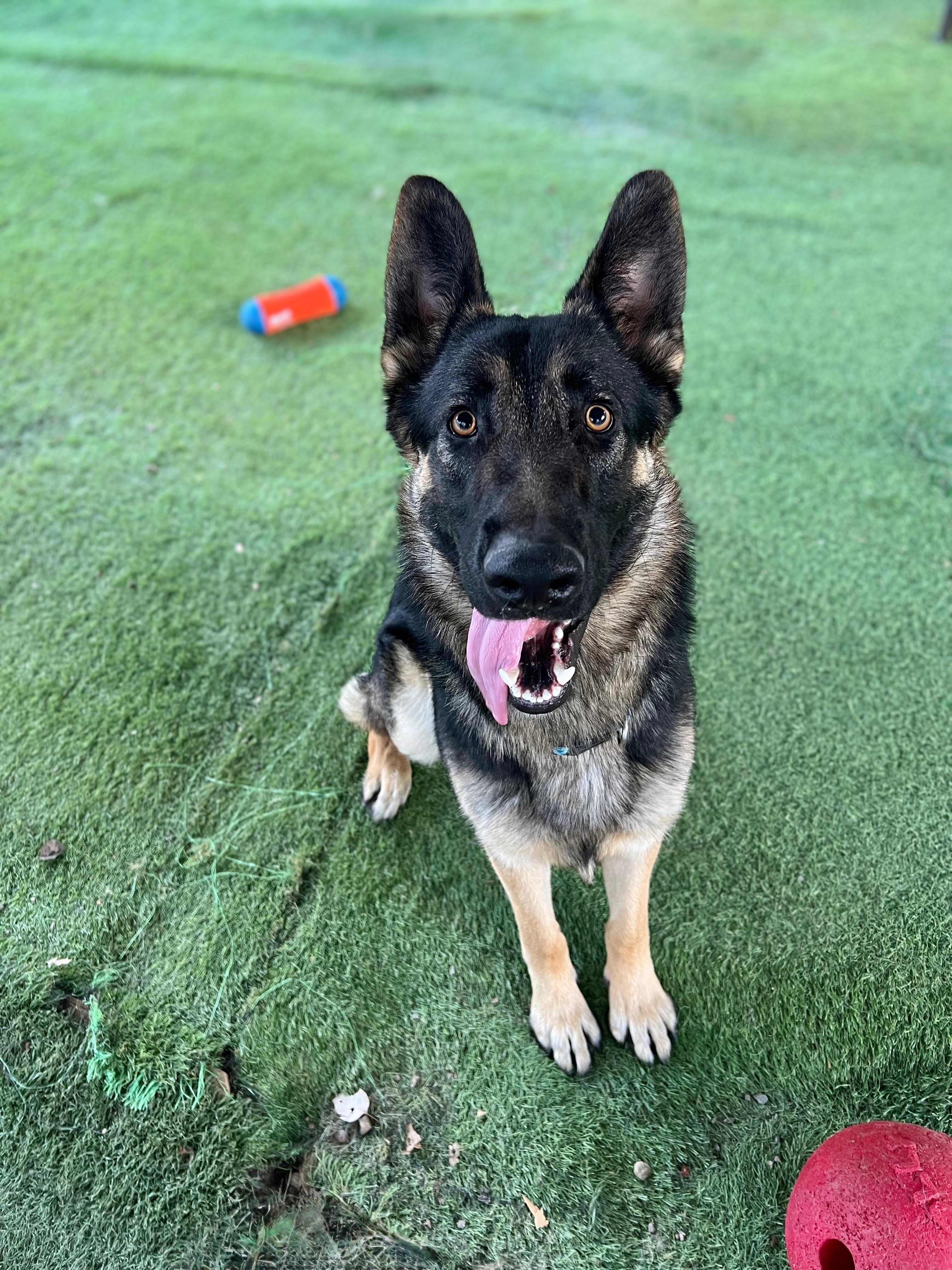 Enlarge Hudson, a ADOPTABLE German Shepherd Dog in San Diego, CA image 1/2