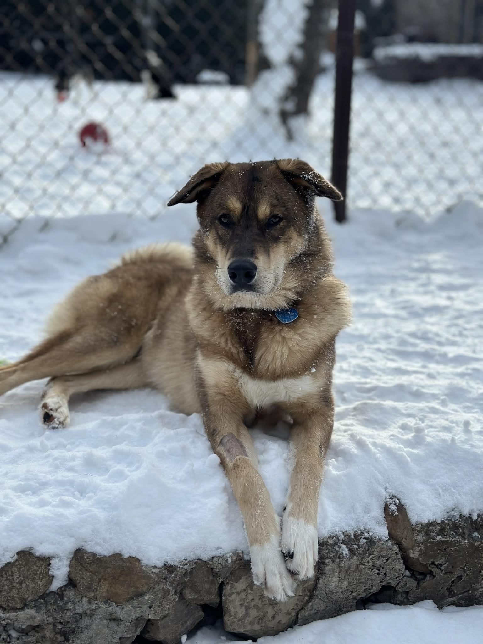Boo, Adoptable, Young Male German Shepherd Dog & Labrador Retriever.