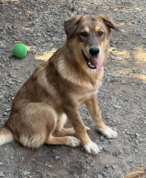 Boo, a Adoptable mixed breed in STE-MARGUERITE-DU-LAC-MASSON, QC image 3/3