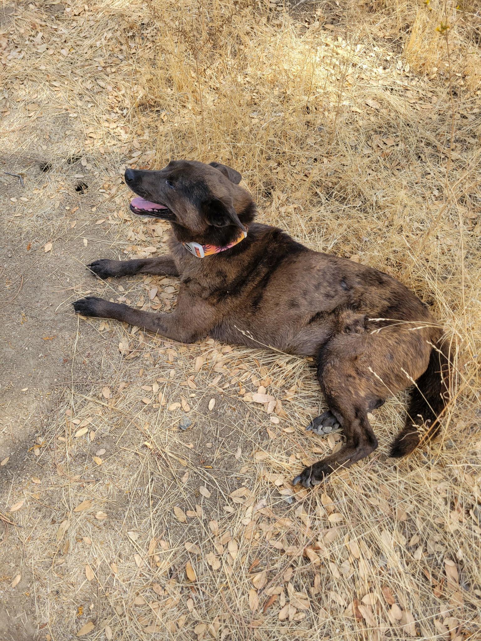 Dorothy, a Adoptable mixed breed in Sparks, NV image 2/2