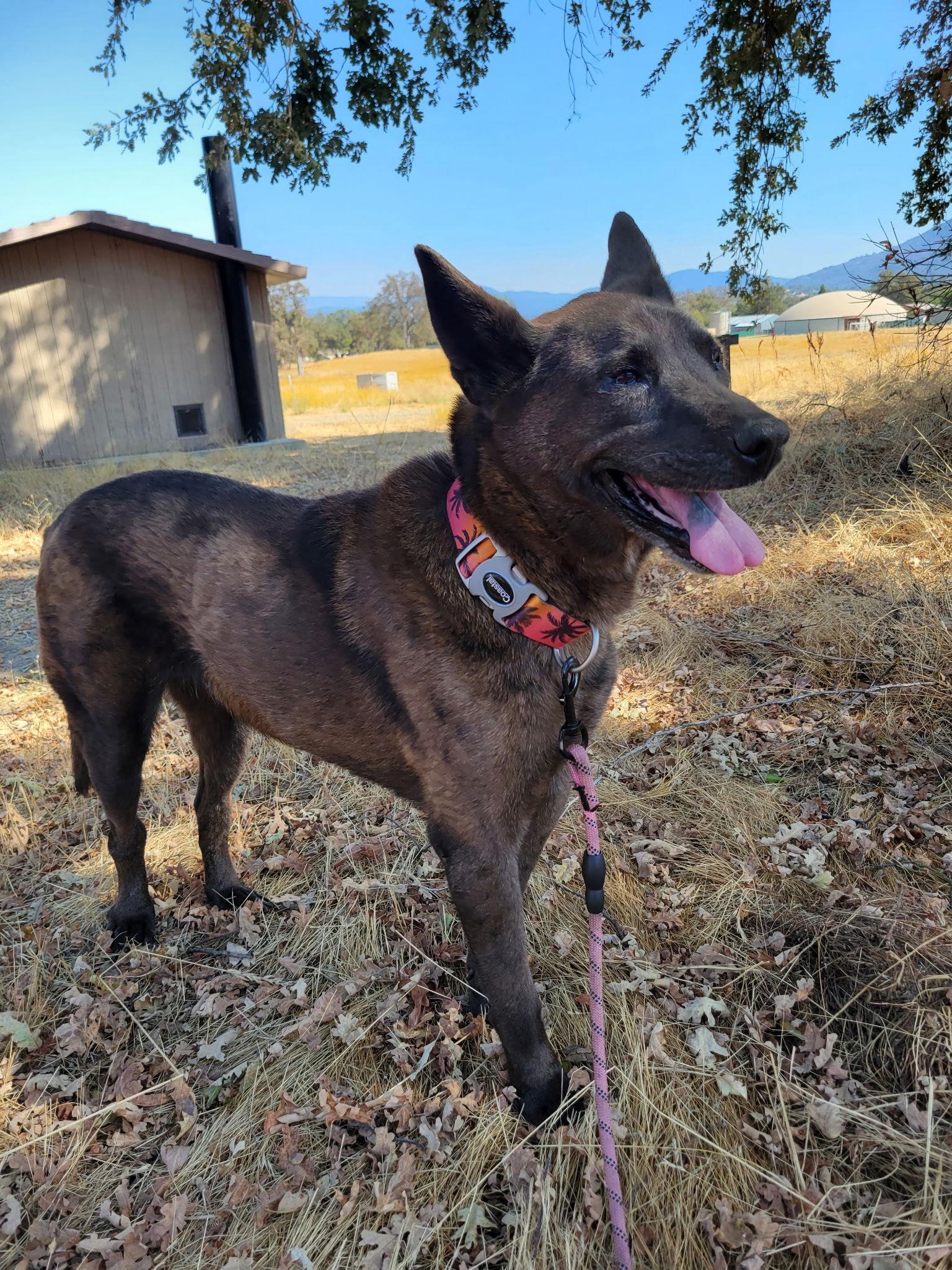 Dorothy, a Adoptable mixed breed in Sparks, NV image 1/2