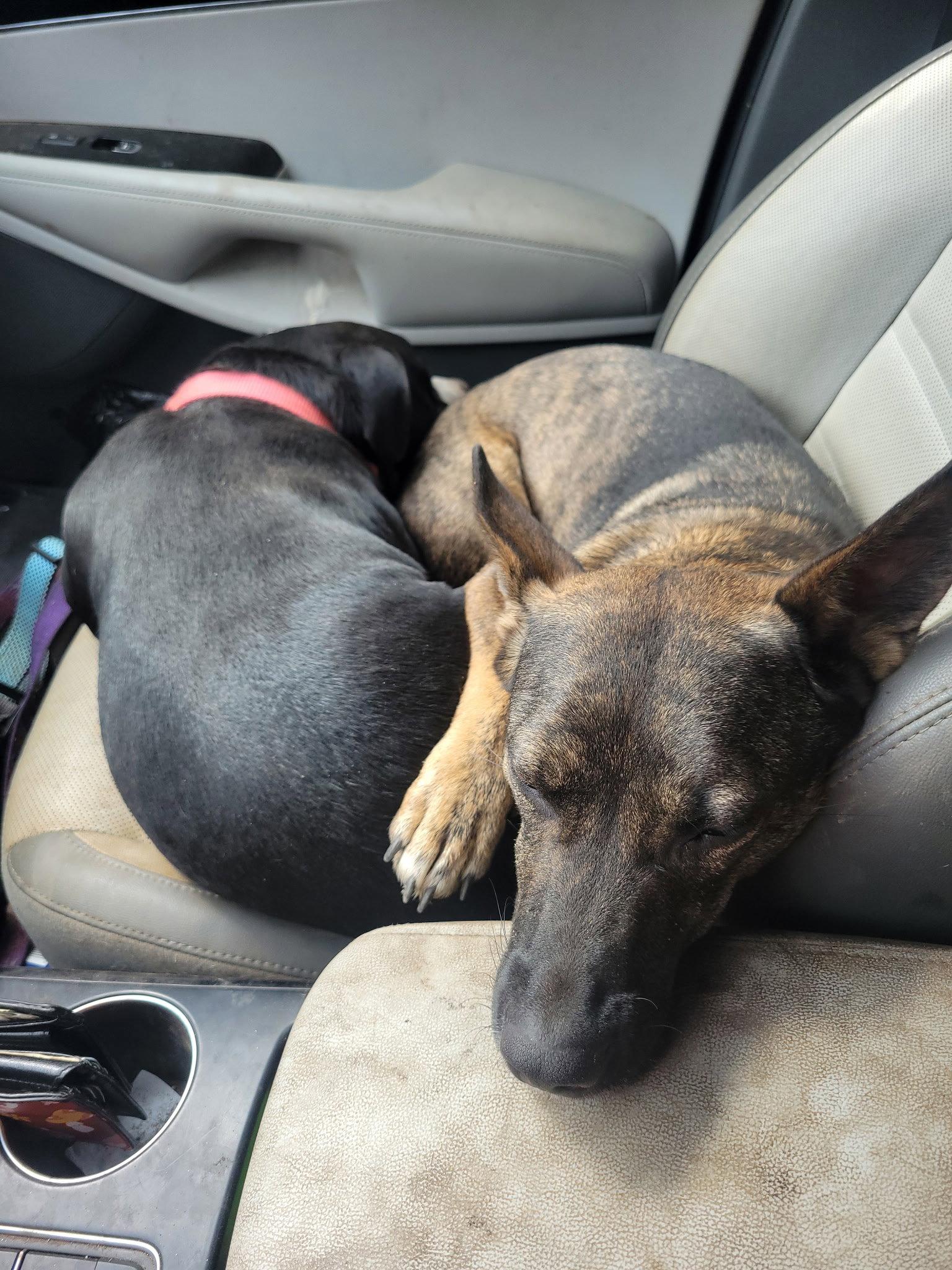 Enlarge Dorothy *UNDERDOGZ, a Adoptable Australian Kelpie in Sparks, NV image 1/3