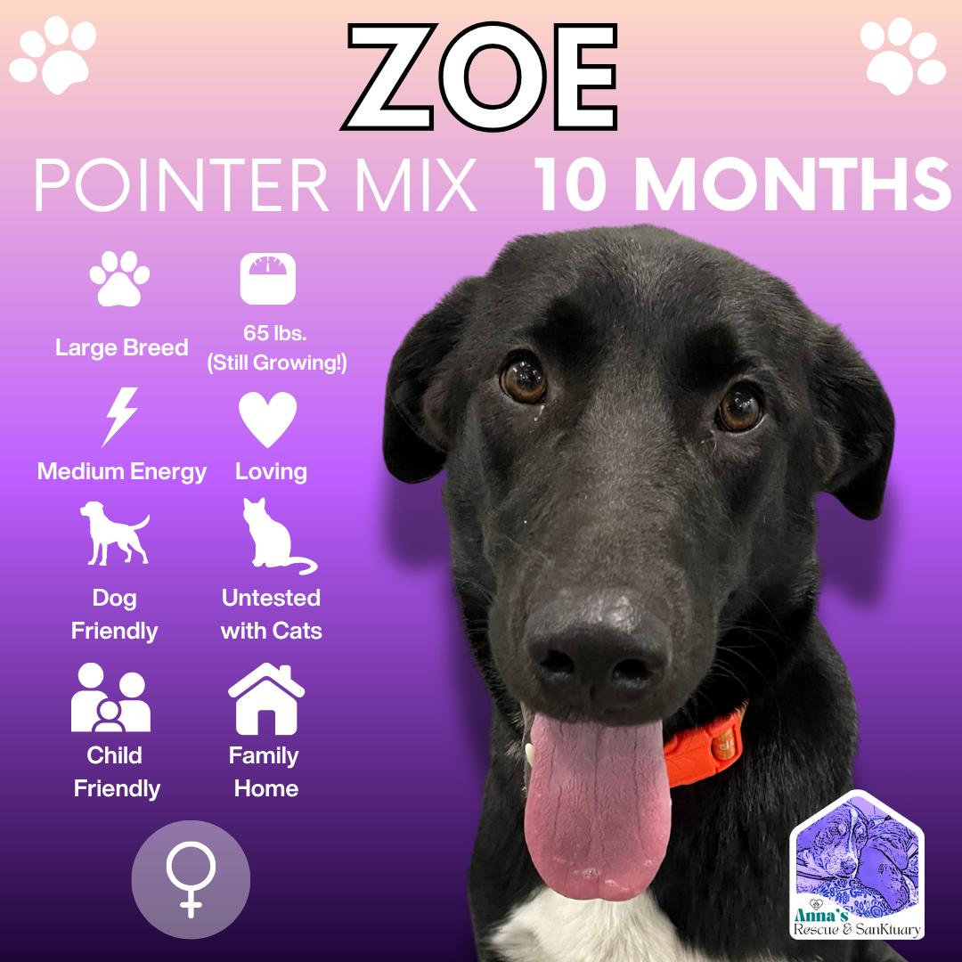 Enlarge Zoe, a Adoptable mixed breed in Aurora, ON image 1/1