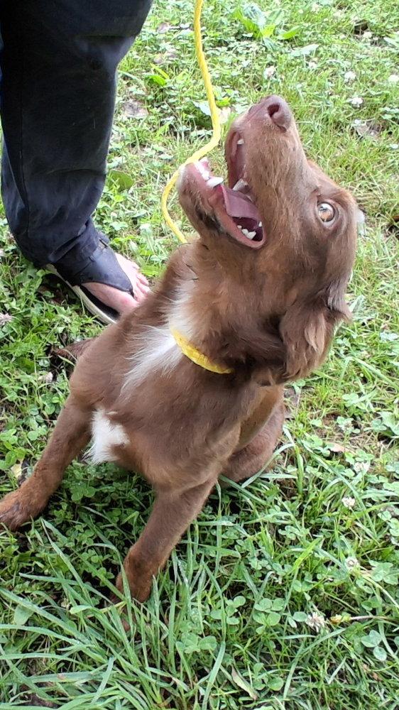 Enlarge Rudy, a Adopted mixed breed in Mcconnelsville, OH image 1/3