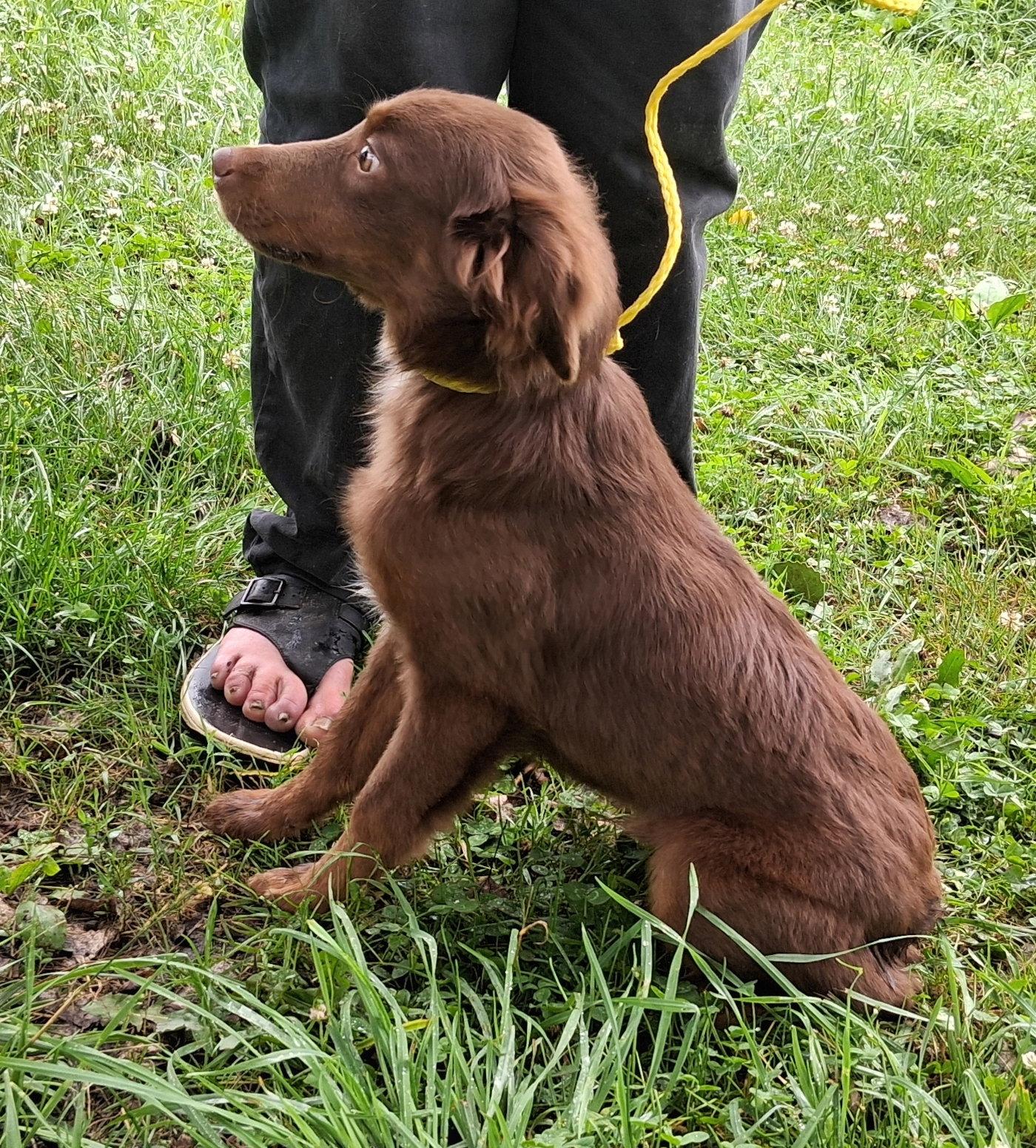 Enlarge Rudy, a Adopted mixed breed in Mcconnelsville, OH image 2/3