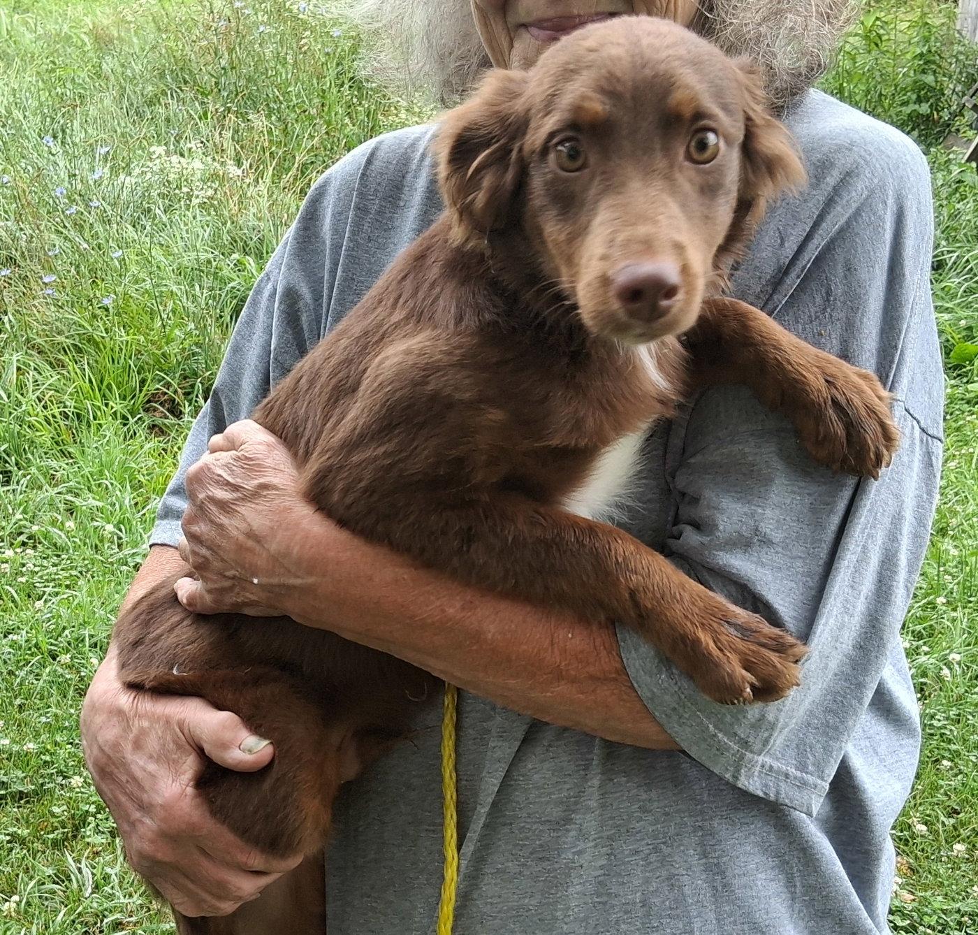 Enlarge Rudy, a Adopted mixed breed in Mcconnelsville, OH image 3/3