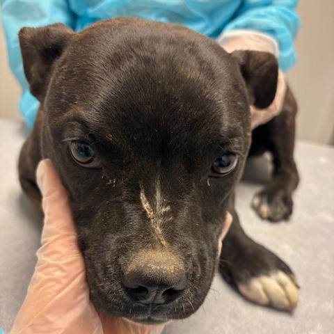 Enlarge Roxy, a Adoptable mixed breed in Taos, NM image 1/2