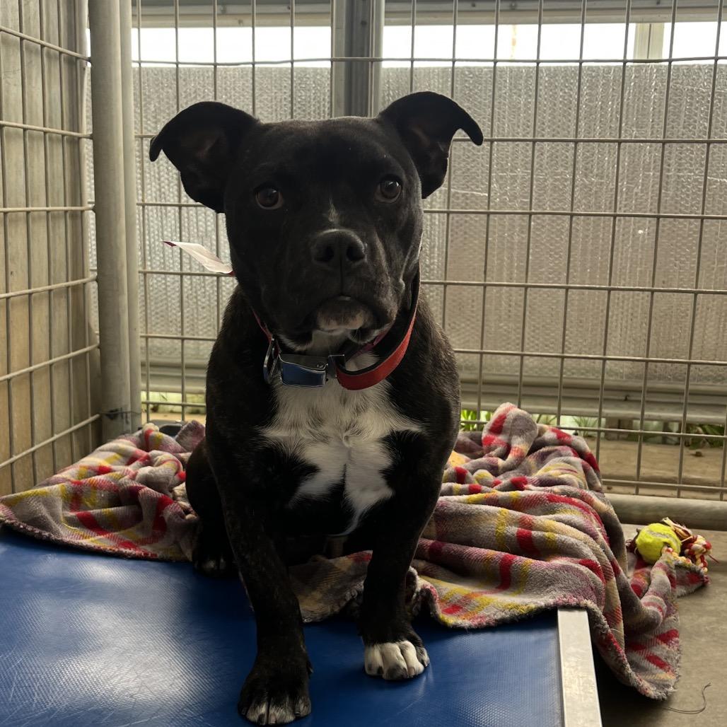 Roxy, Adoptable, Young Female Mixed Breed & Pit Bull Terrier.