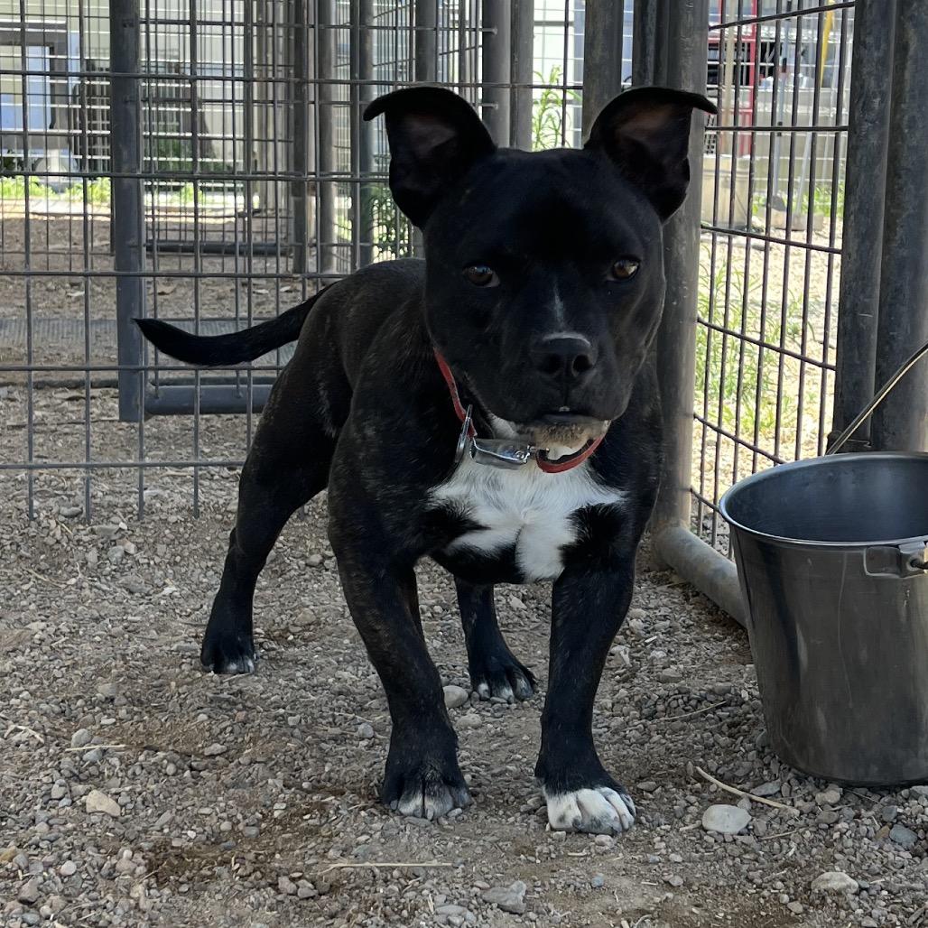 Roxy, a Adoptable mixed breed in Taos, NM image 2/4