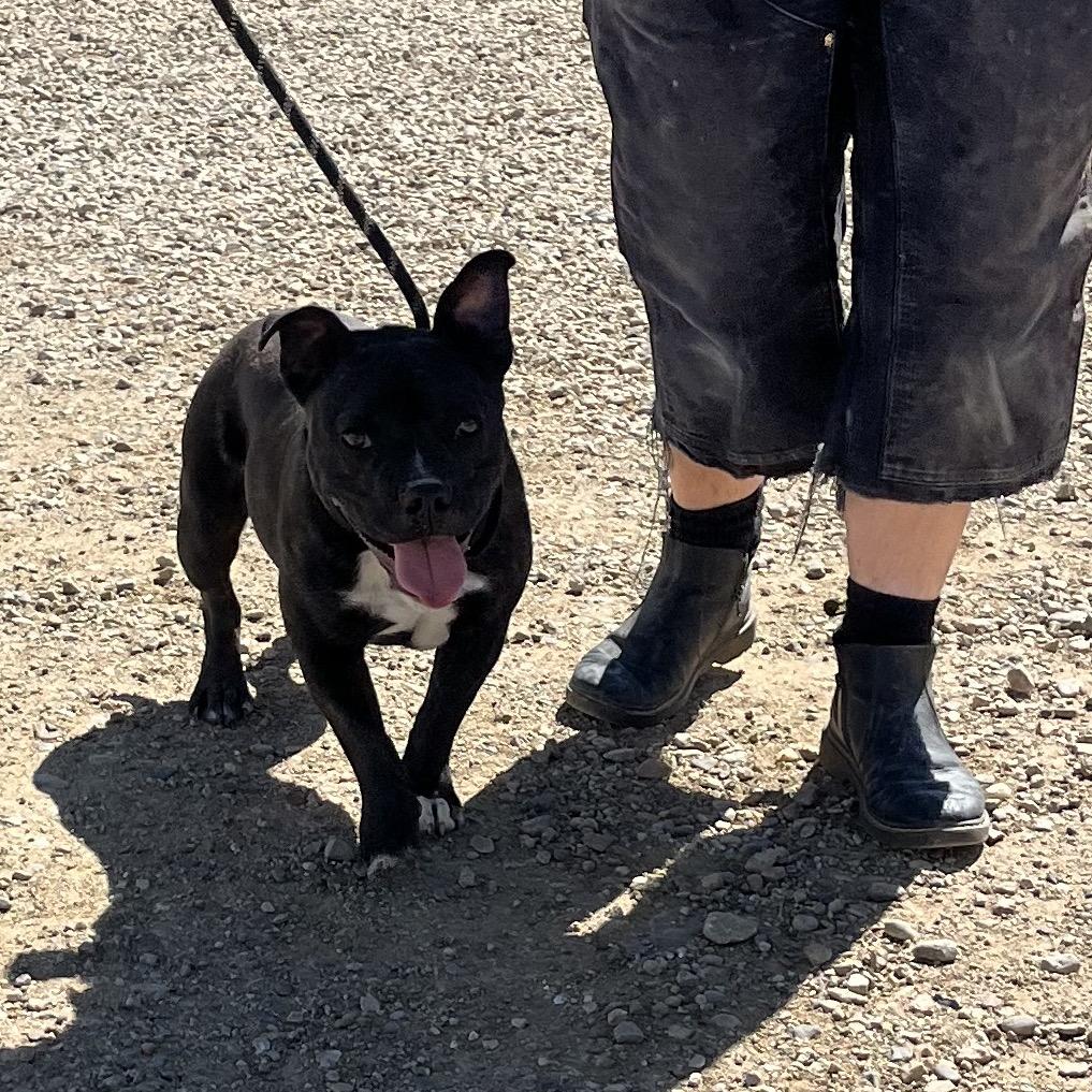 Roxy, a Adoptable mixed breed in Taos, NM image 3/4