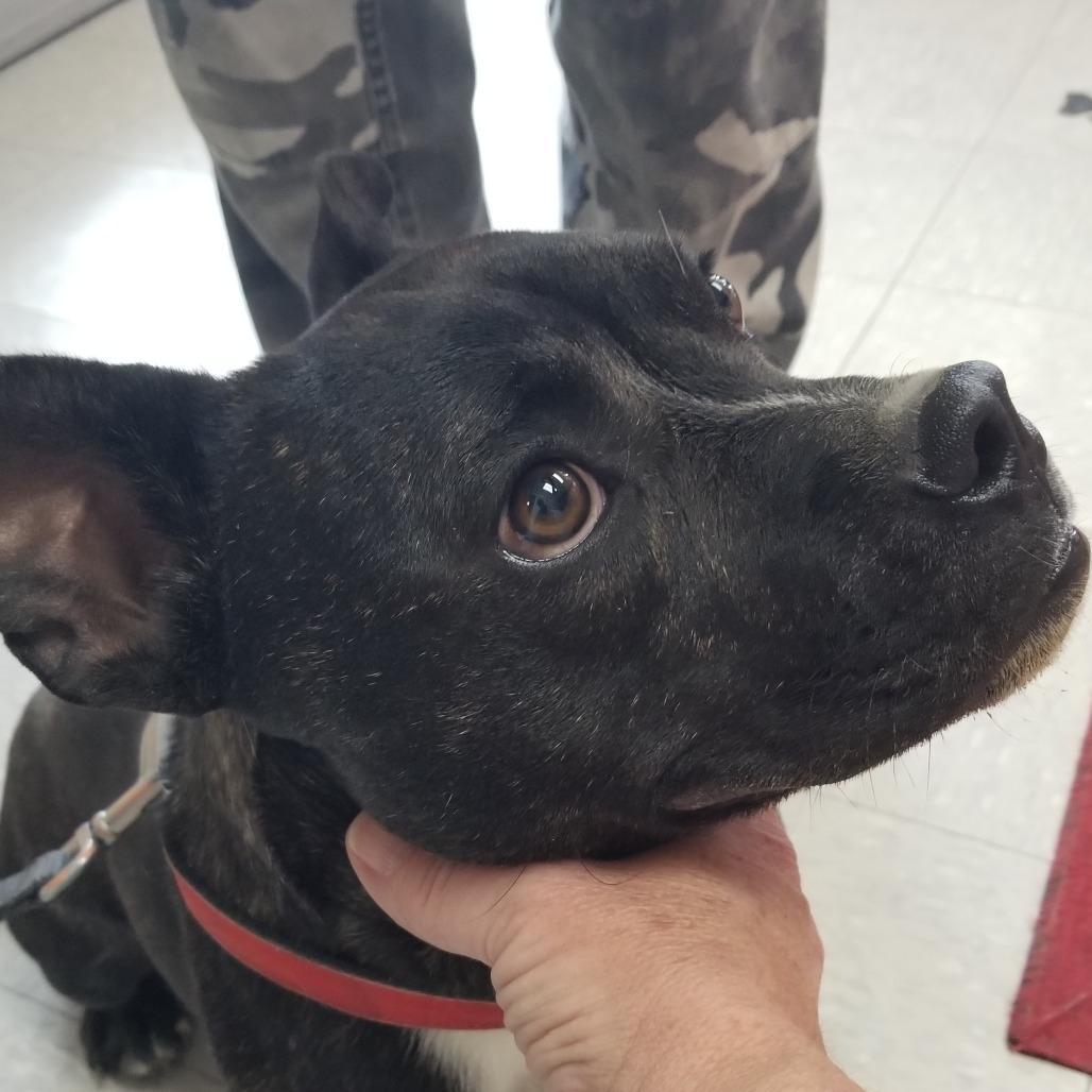 Roxy, a Adoptable mixed breed in Taos, NM image 4/4