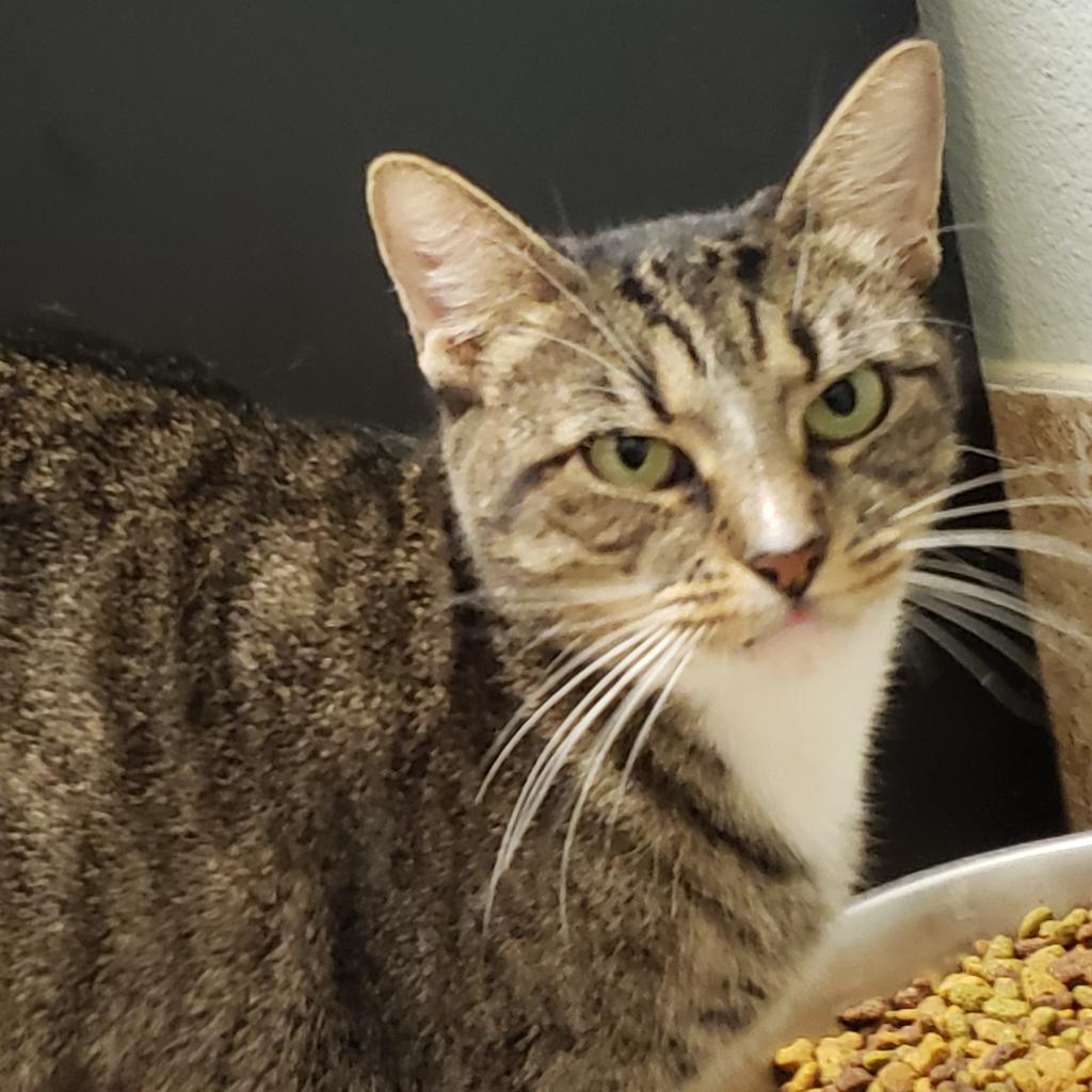 Demi, Adoptable, Senior Female Domestic Short Hair & Domestic Short Hair.