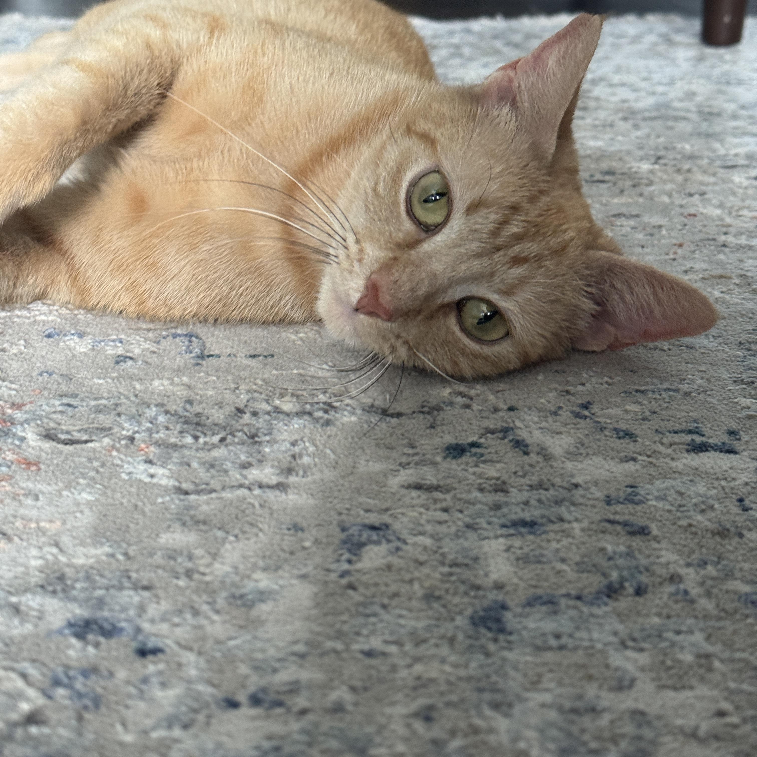 Enlarge PHOENIX (MA), a Adoptable American Shorthair in Southbridge , MA image 2/6