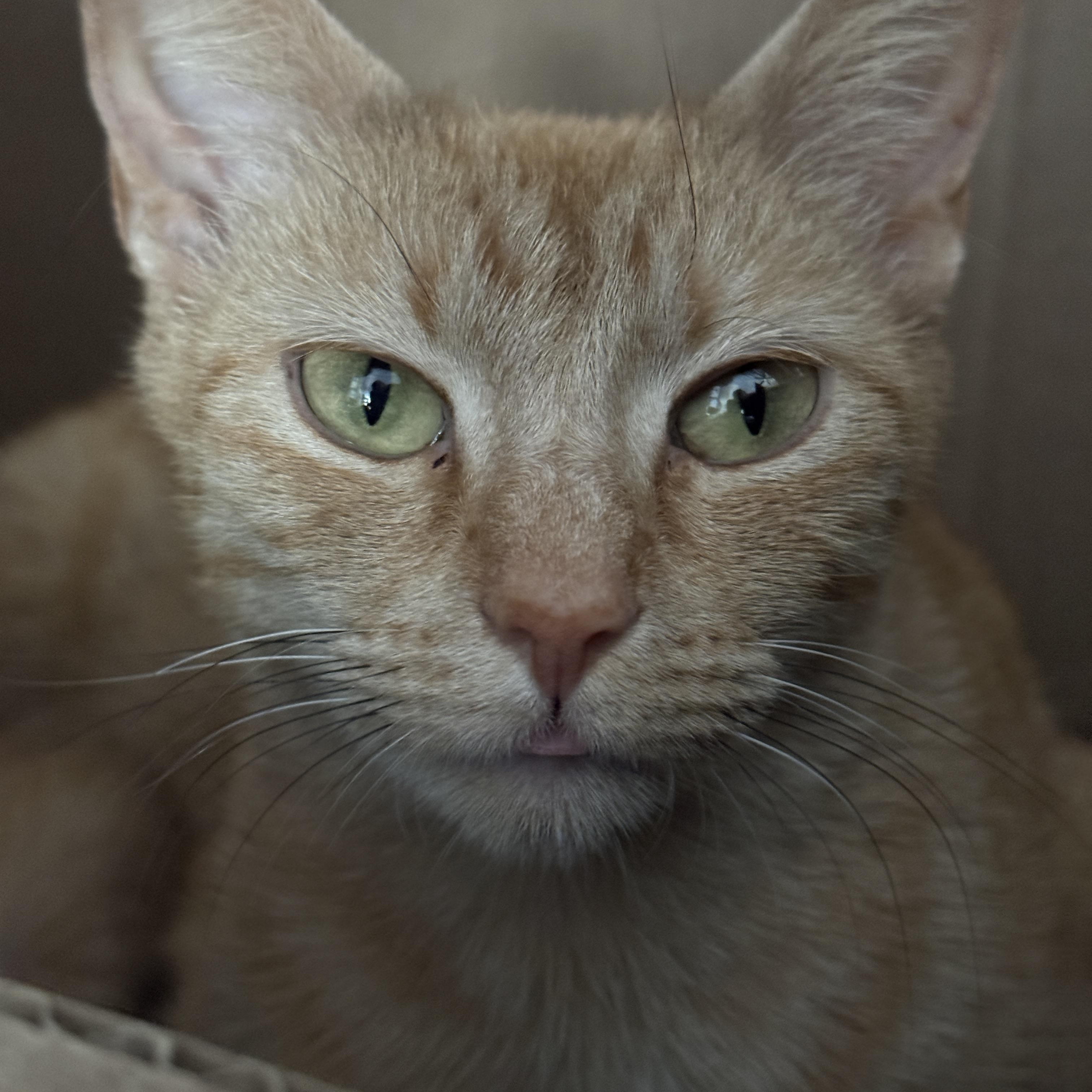 PHOENIX (MA), a Adoptable American Shorthair in Southbridge , MA image 2/6