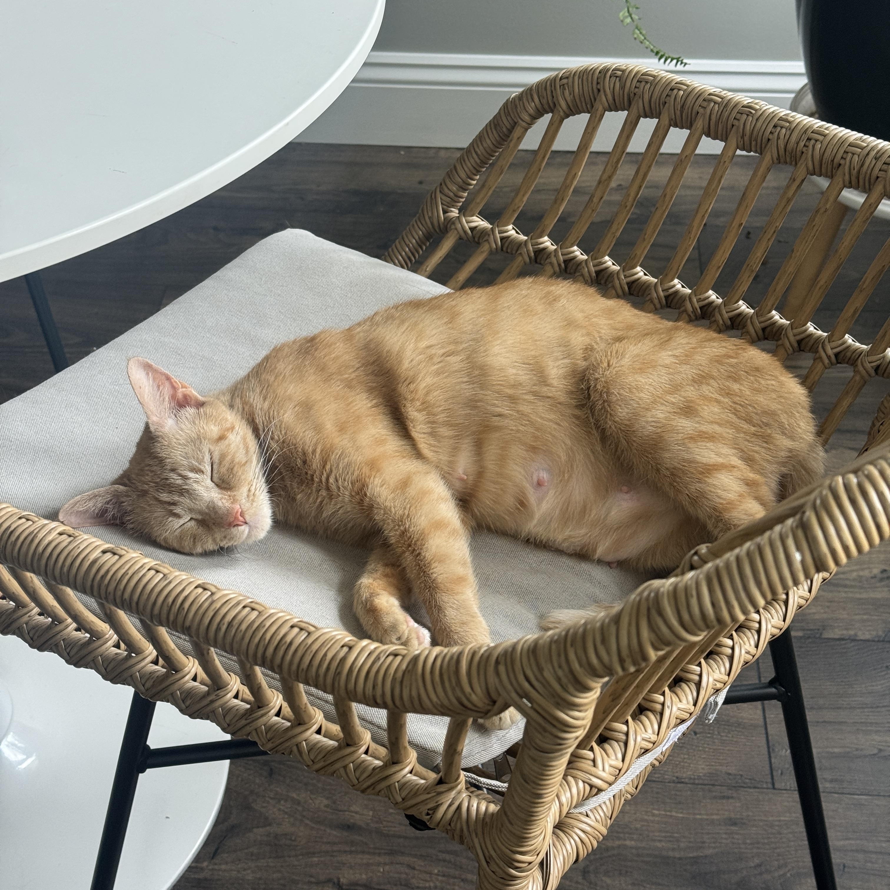 PHOENIX (MA), a Adoptable American Shorthair in Southbridge , MA image 5/6