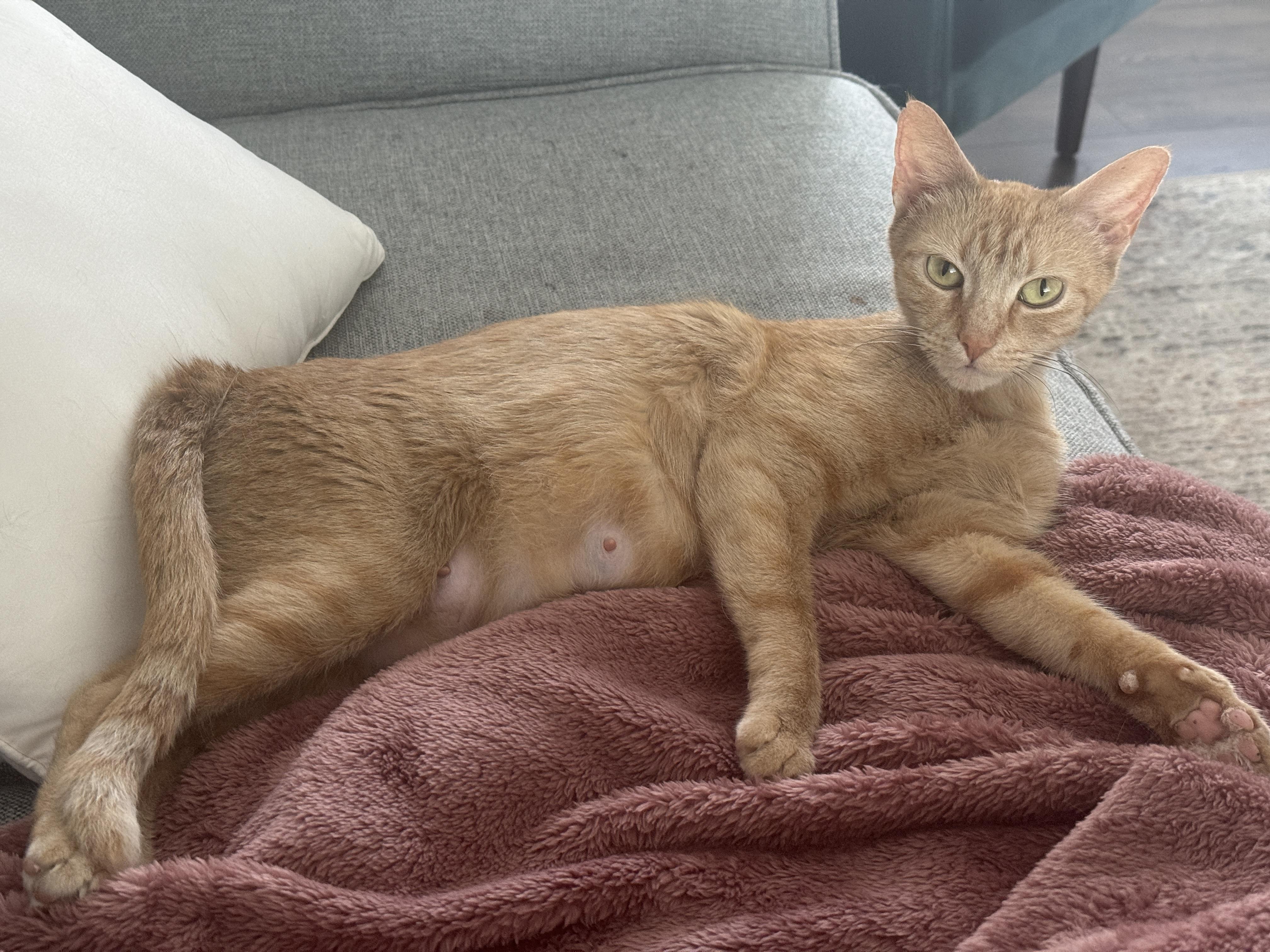 PHOENIX (MA), a Adoptable American Shorthair in Southbridge , MA image 4/6