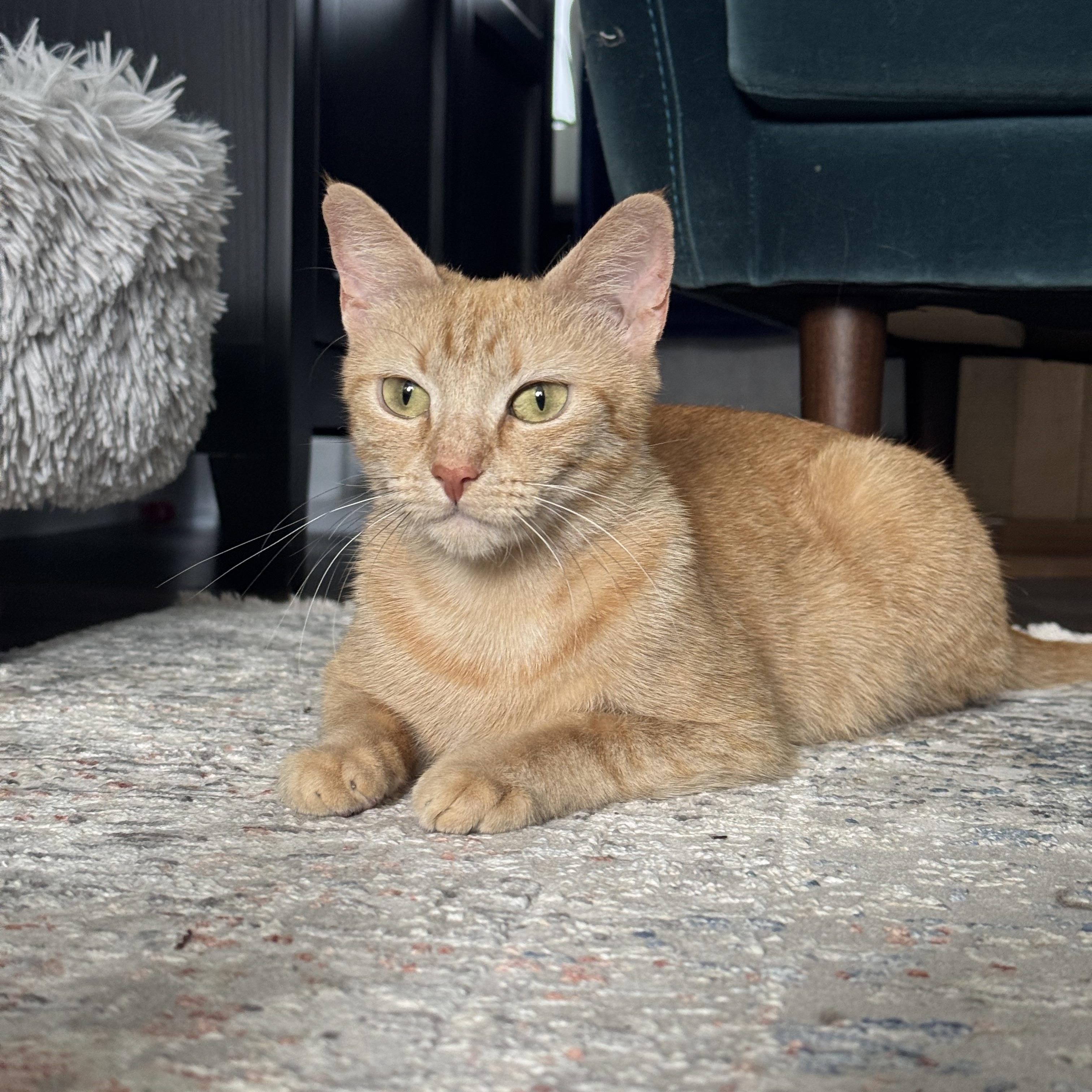 Enlarge PHOENIX (MA), a Adoptable American Shorthair in Southbridge , MA image 4/6