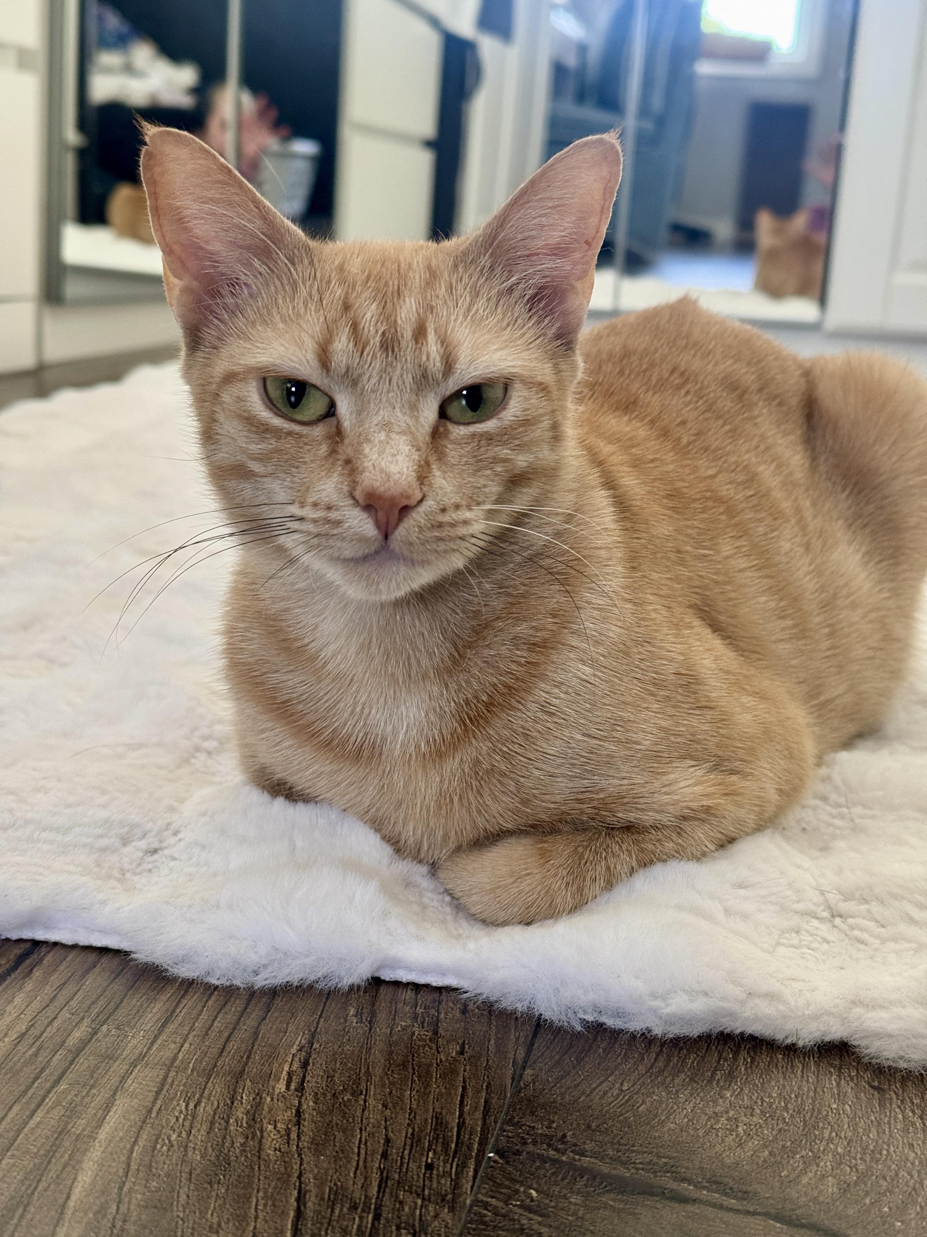 PHOENIX (MA), Adoptable, Young Female American Shorthair.