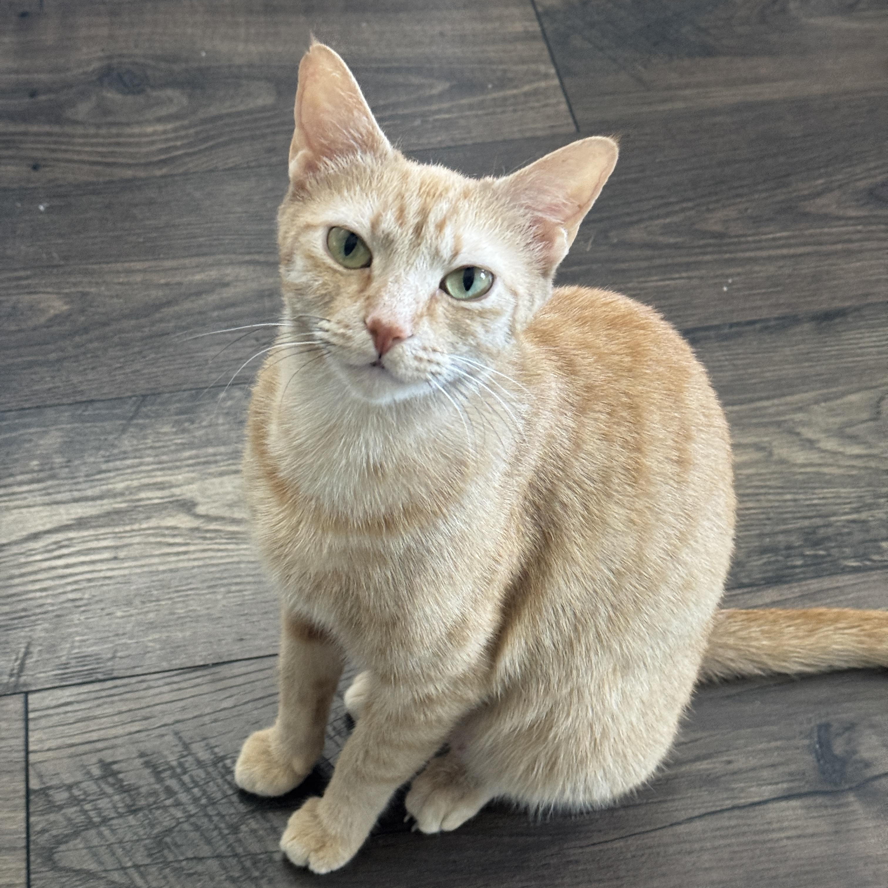 PHOENIX (MA), Adoptable, Young Female American Shorthair.