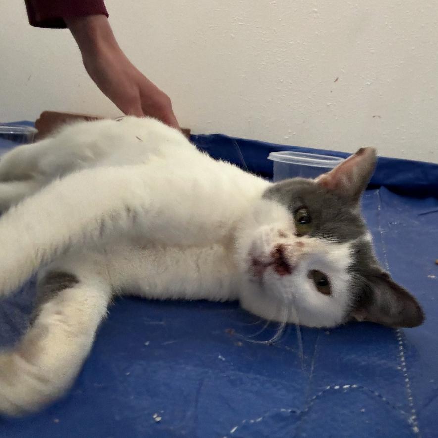 Enlarge Sebastian, a Adoptable Domestic Short Hair in Flower Mound, TX image 1/1