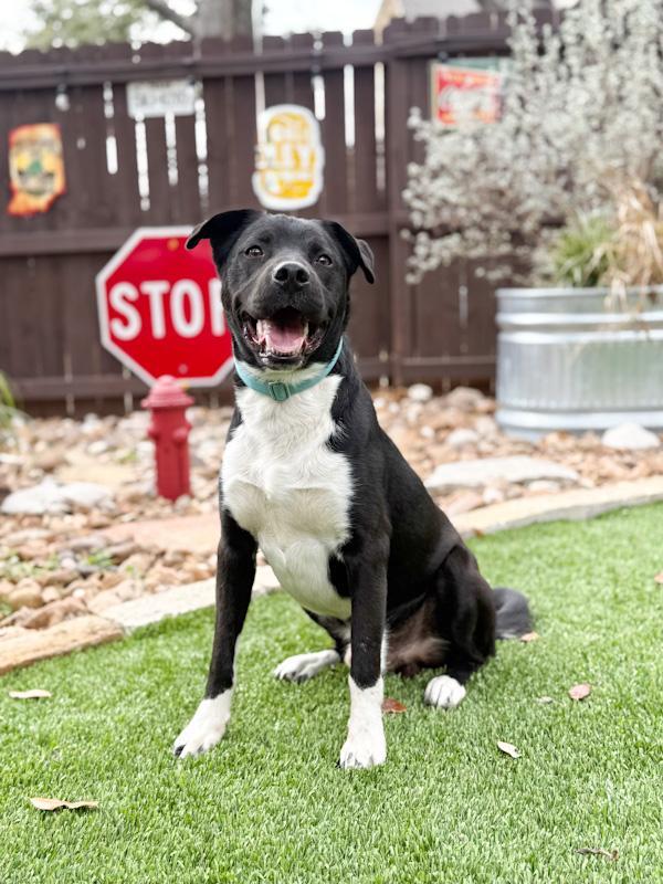 Highway, a ADOPTABLE mixed breed in Southport, CT image 5/5