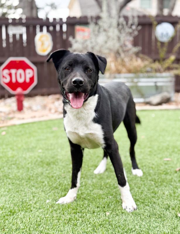 Highway, ADOPTABLE, Young Male Labrador Retriever & Mountain Cur.