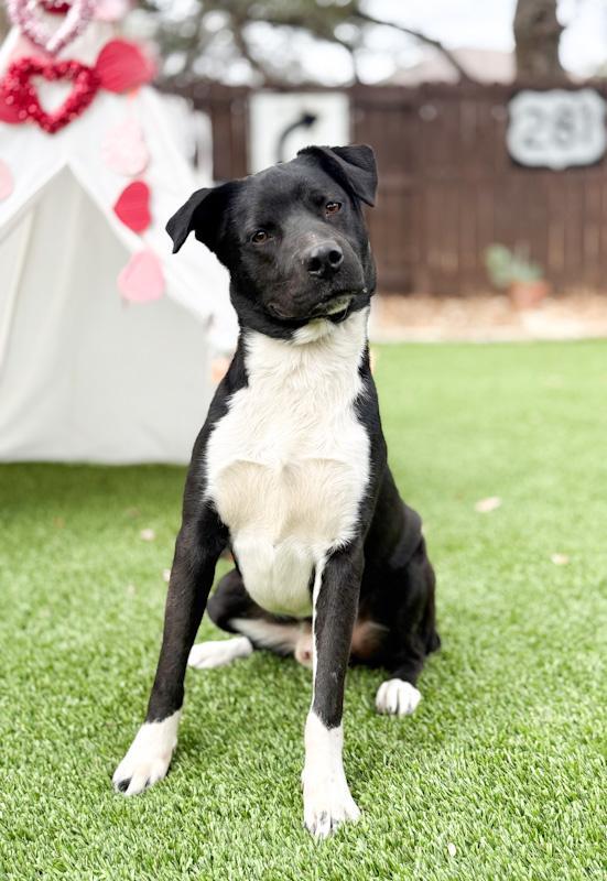 Highway, a ADOPTABLE mixed breed in Southport, CT image 3/5