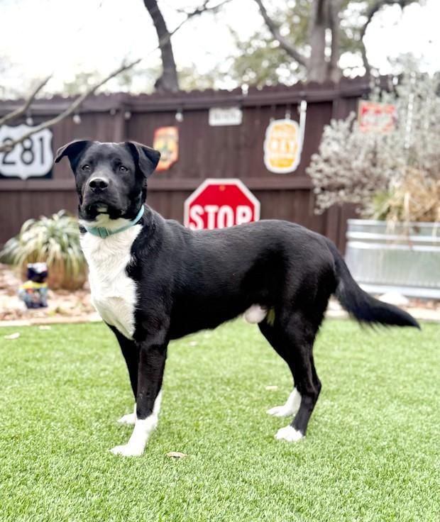 Highway, a ADOPTABLE mixed breed in Southport, CT image 2/5