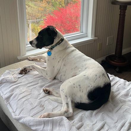 Enlarge Tonks (Truffles), an adoptable Mixed Breed in Watertown, WI image 5/6