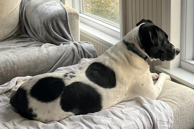 Enlarge Tonks (Truffles), an adoptable Mixed Breed in Watertown, WI image 2/6