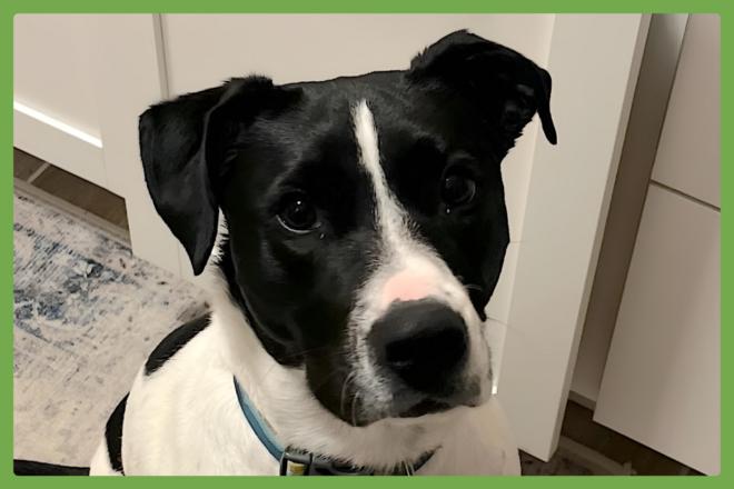 Enlarge Tonks (Truffles), an adoptable Mixed Breed in Watertown, WI image 1/6