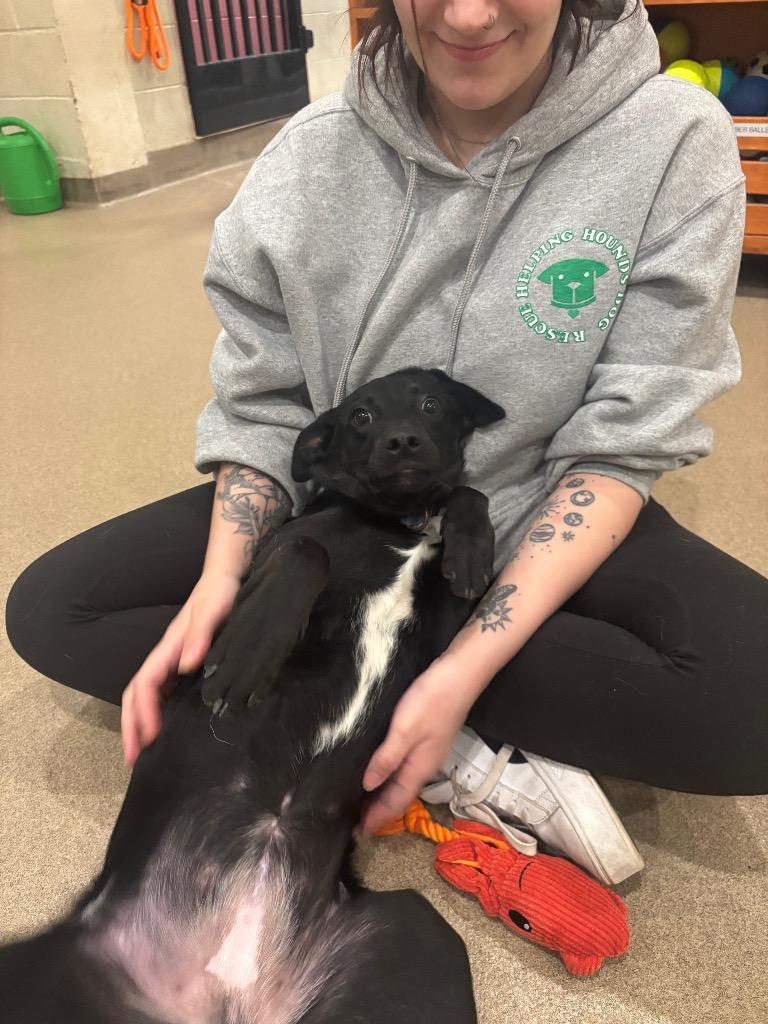 Enlarge Ebony, a Adoptable mixed breed in North Syracuse, NY image 1/2