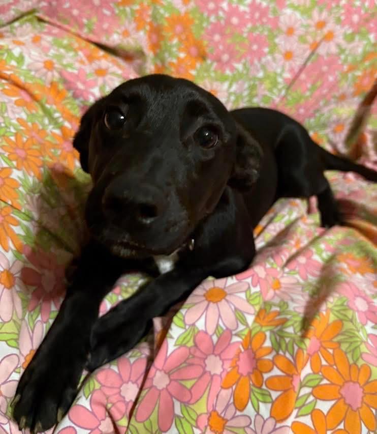 Enlarge Ebony, a Adoptable mixed breed in North Syracuse, NY image 2/2