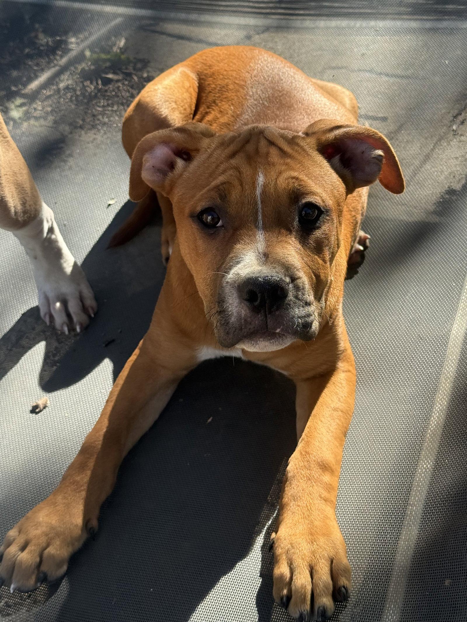 Savi, Adoptable, Puppy Female Pit Bull Terrier.
